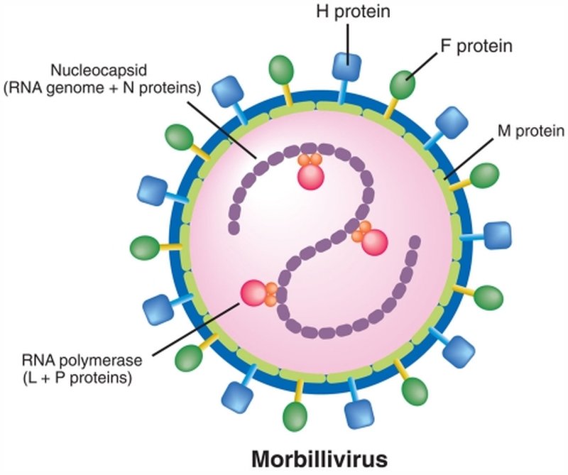 morbillivirus